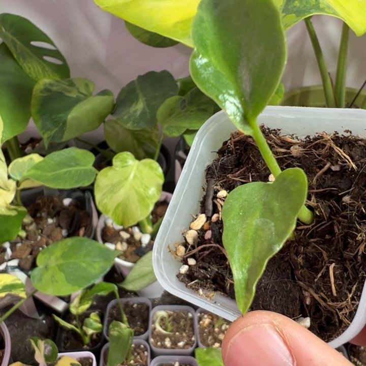 嗷***皮完全开放龟背竹种苗