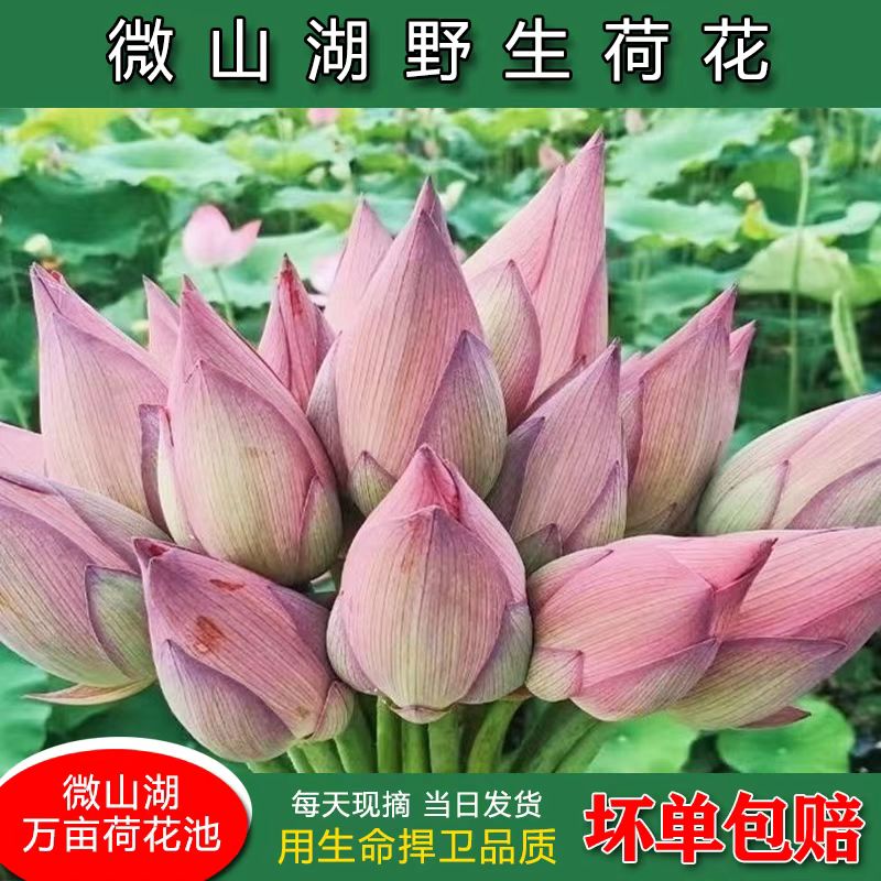 新鲜荷花莲花精品大花苞鲜花切花供佛会议办公装饰摆件顺丰包邮