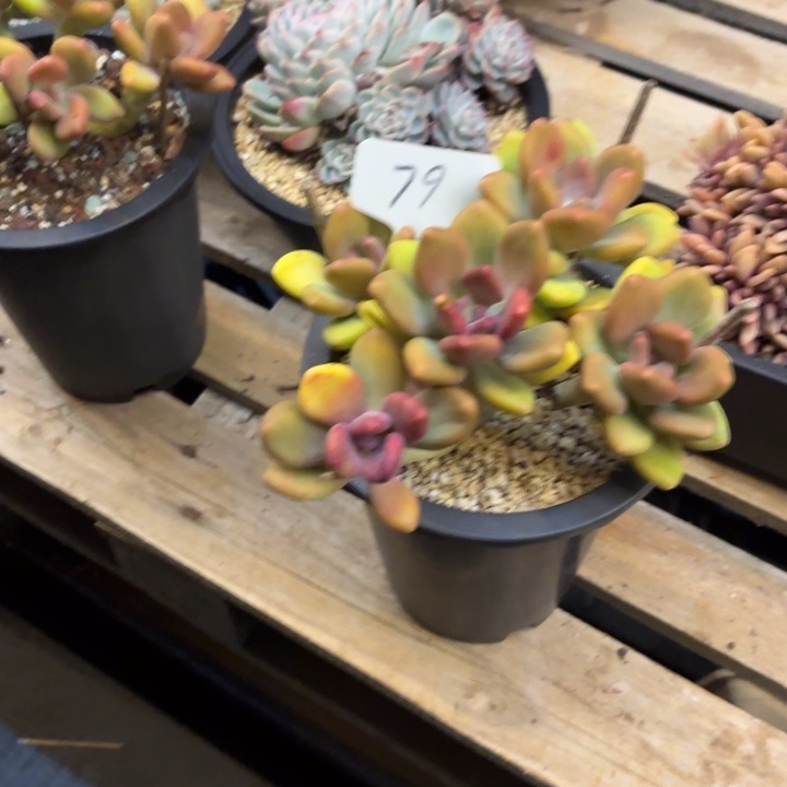 ۵***࿐多肉植物，芒果奶79号