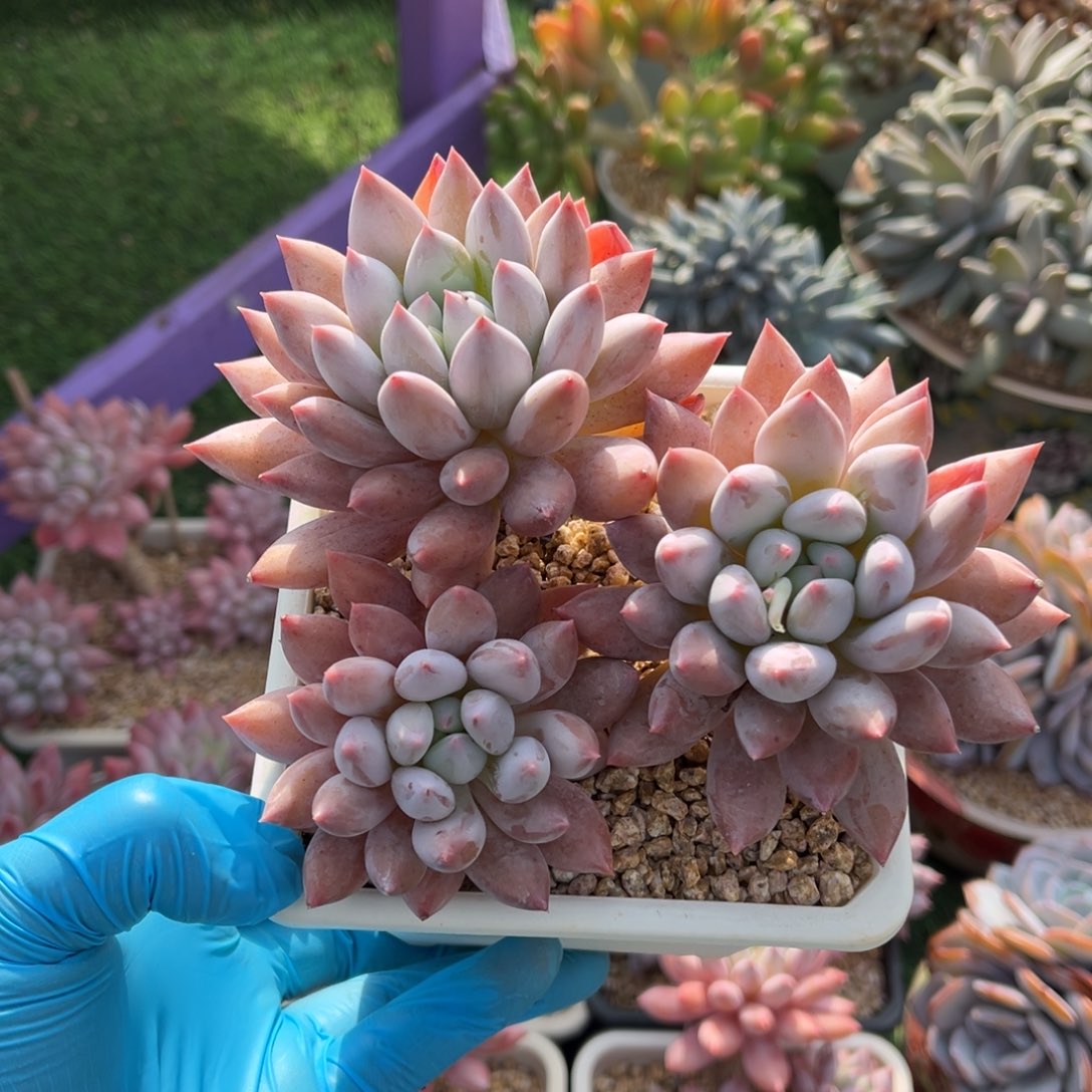 所罗门老桩一物一拍