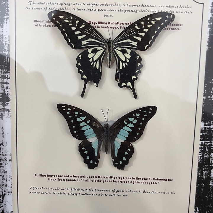 十寸复古背景双蝶