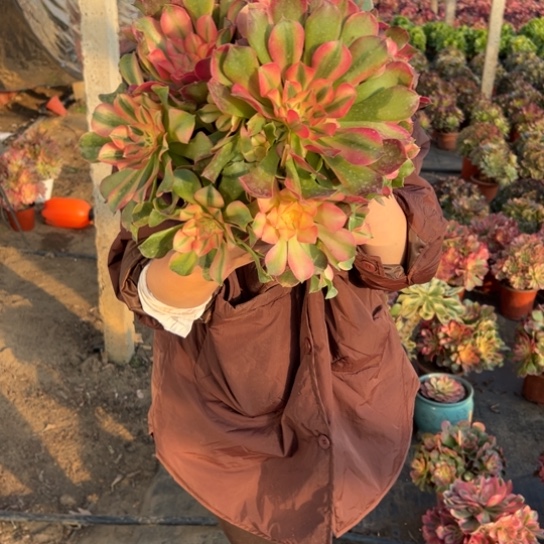 香妃一颗包邮福利