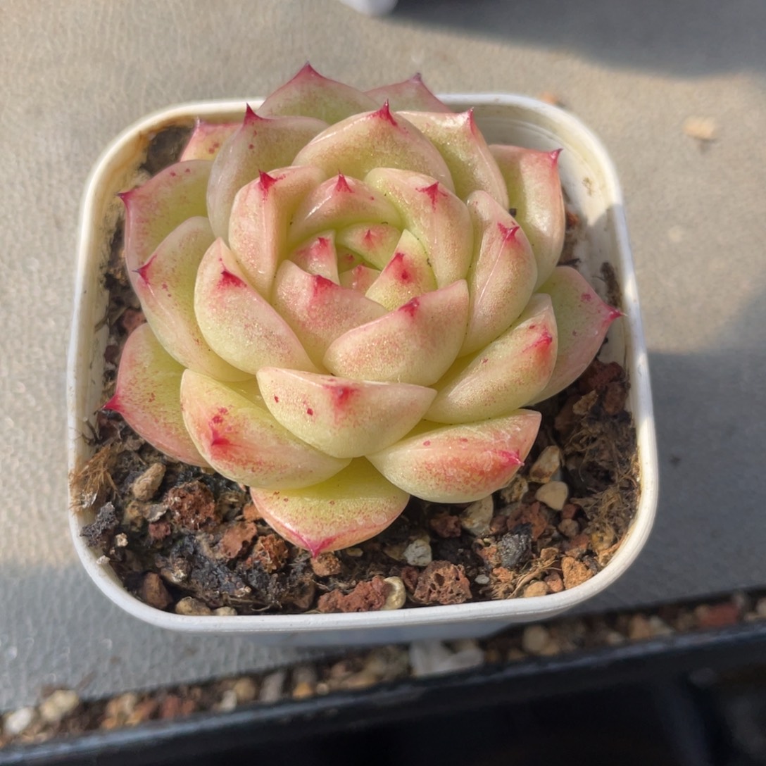 优选麦杆575厘米福利1078