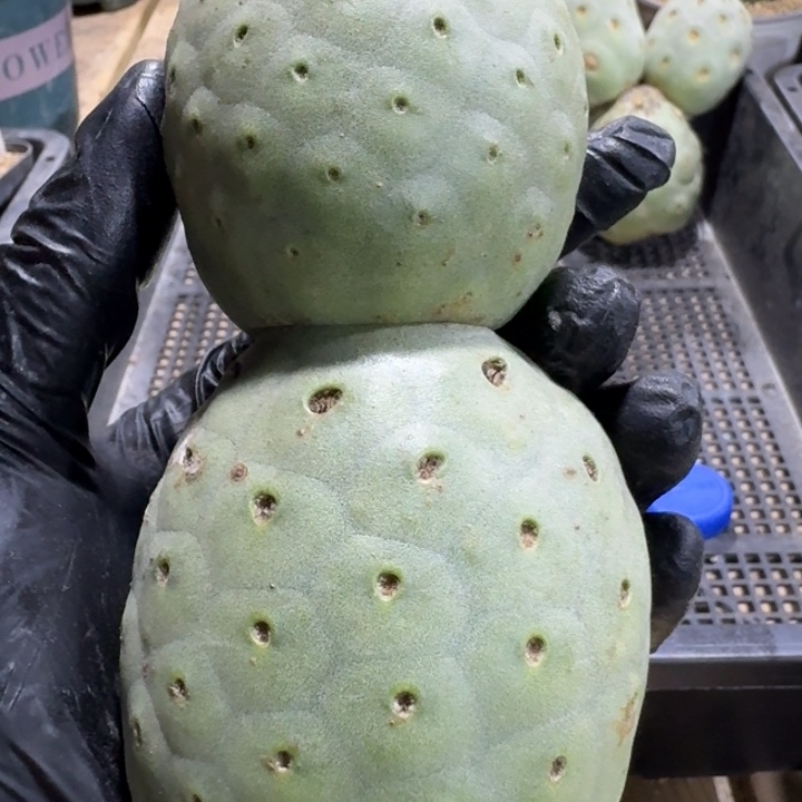 超大双头绿皮陨石坑习志野