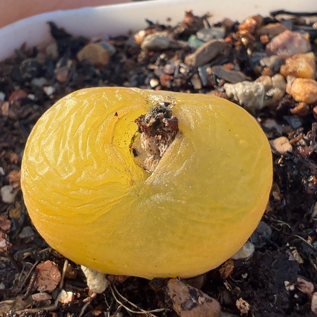 蟠桃多肉植物百科，