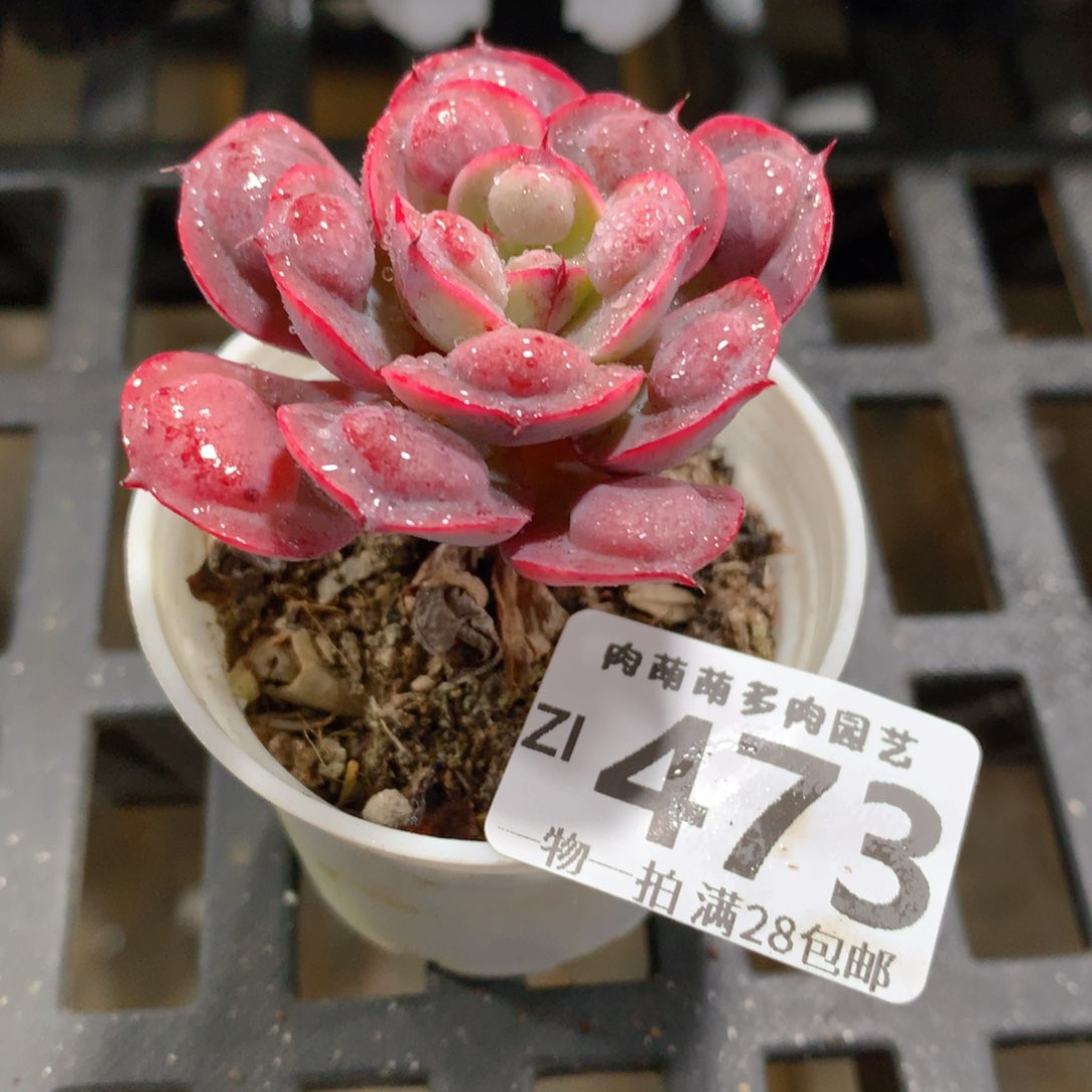 肉萌萌拇指盆精控多肉ZI473