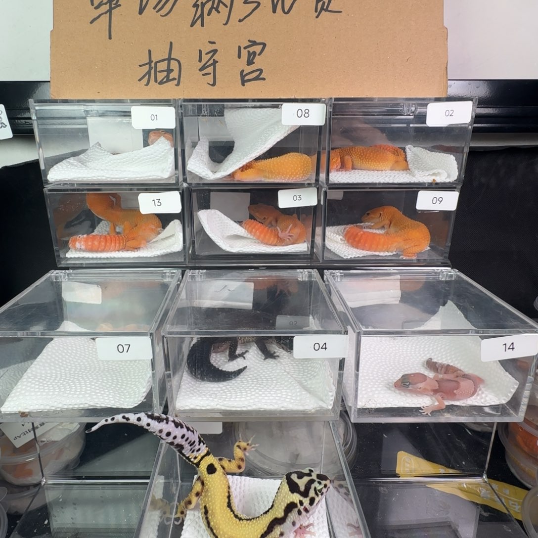 豹纹守宫土匪妹妹