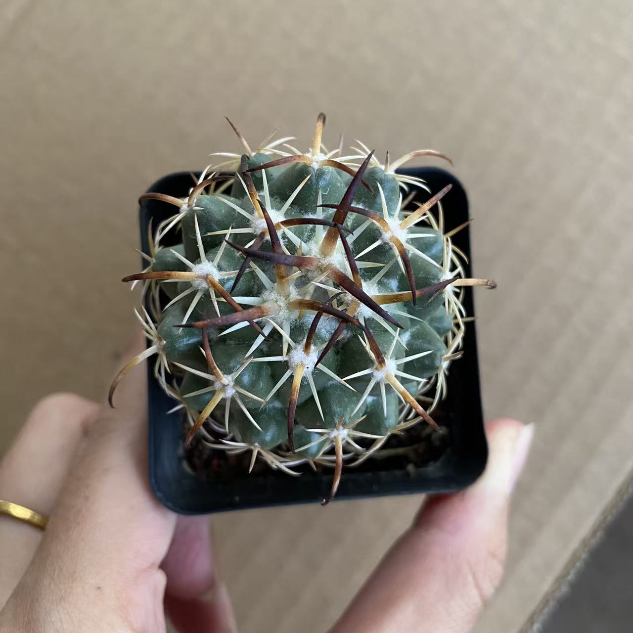 实生中刺钢钉3-4cm带盆土     仙人球漳州基地直发 新手好养