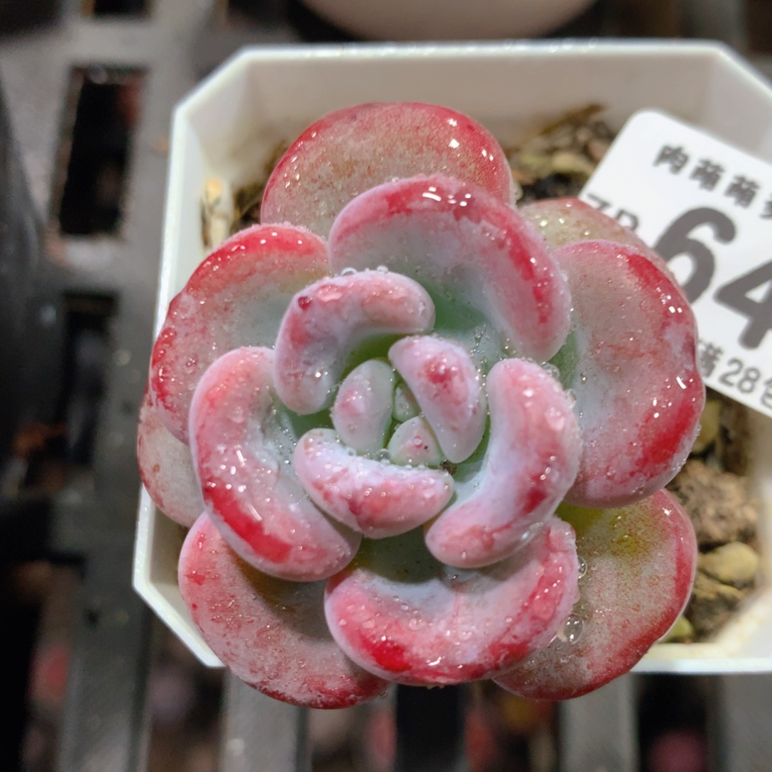 5CM拇指盆精控多肉ZP644