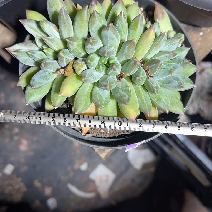 重楼111 多肉植物一物一拍
