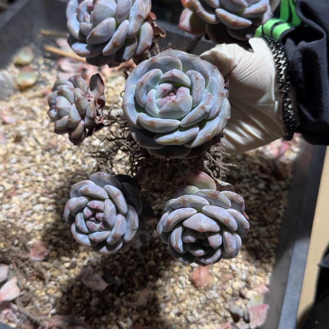 突尼斯星影发货多肉有砍