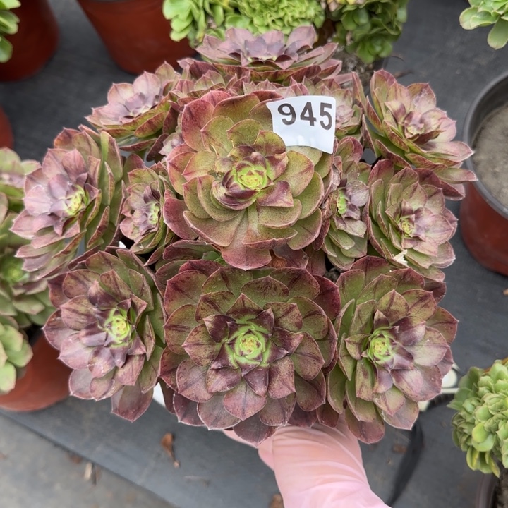 芊***多肉植物黑魔法师945