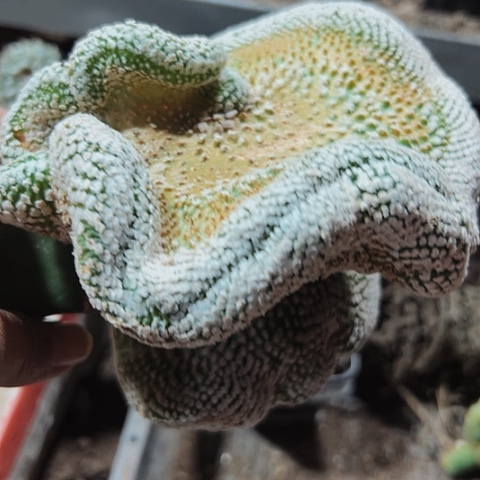 944仙人球缀化仙人球