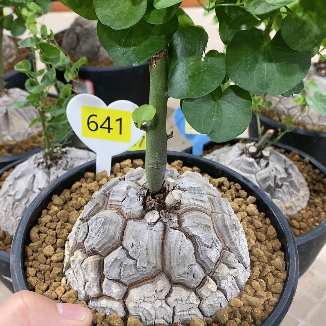 南非龟甲龙龟甲龙