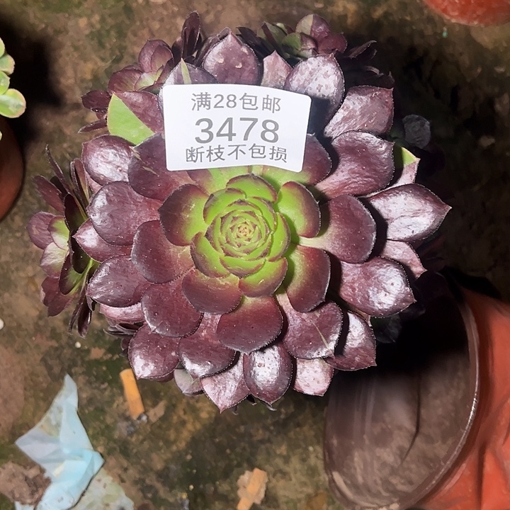 3478黑美人多肉植物