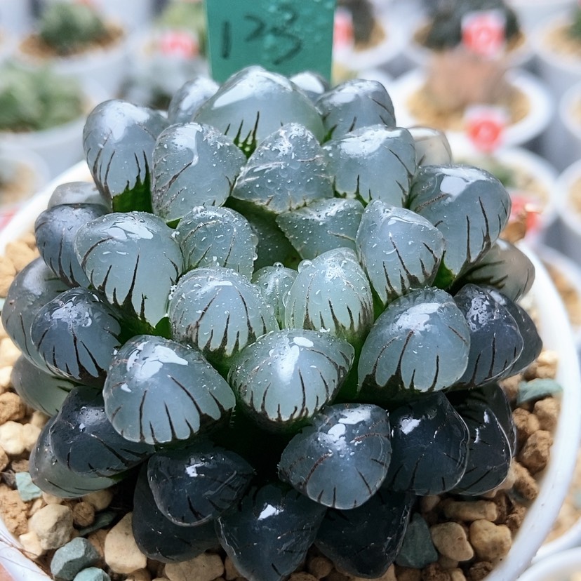 【闪购商品】冰灯123