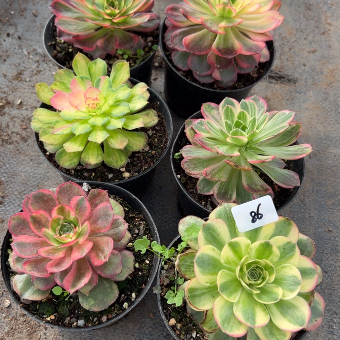 86六颗duorouxixixi