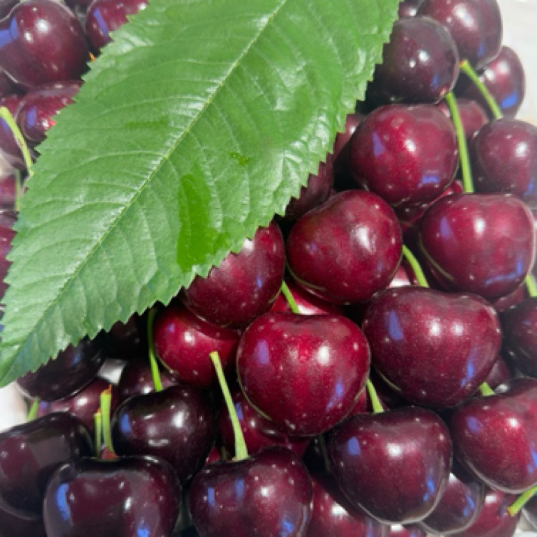 果甜果物-俄8大樱桃 6J（250g）俄罗斯8号樱桃
