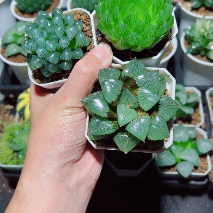 糯姬➕樱水晶➕日月潭