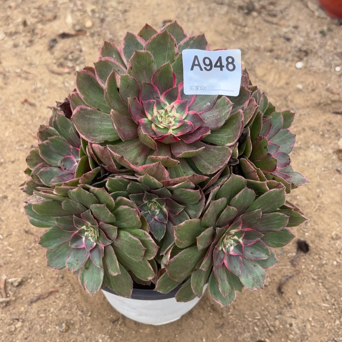 莲花座断枝不包948