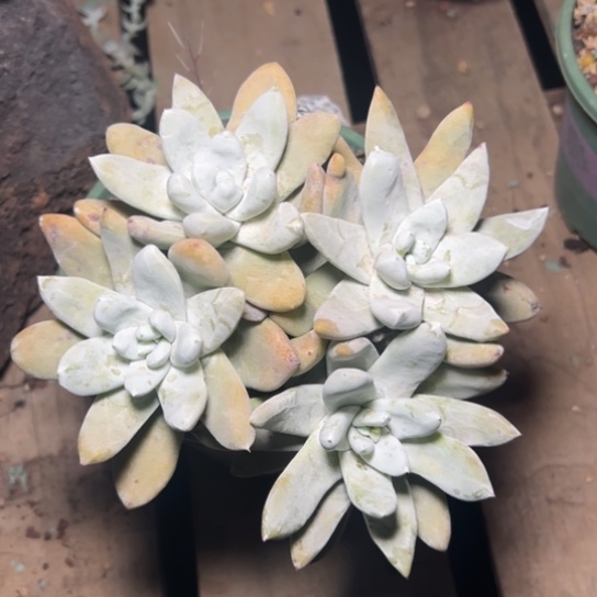 四头海星拇指～一物一拍002