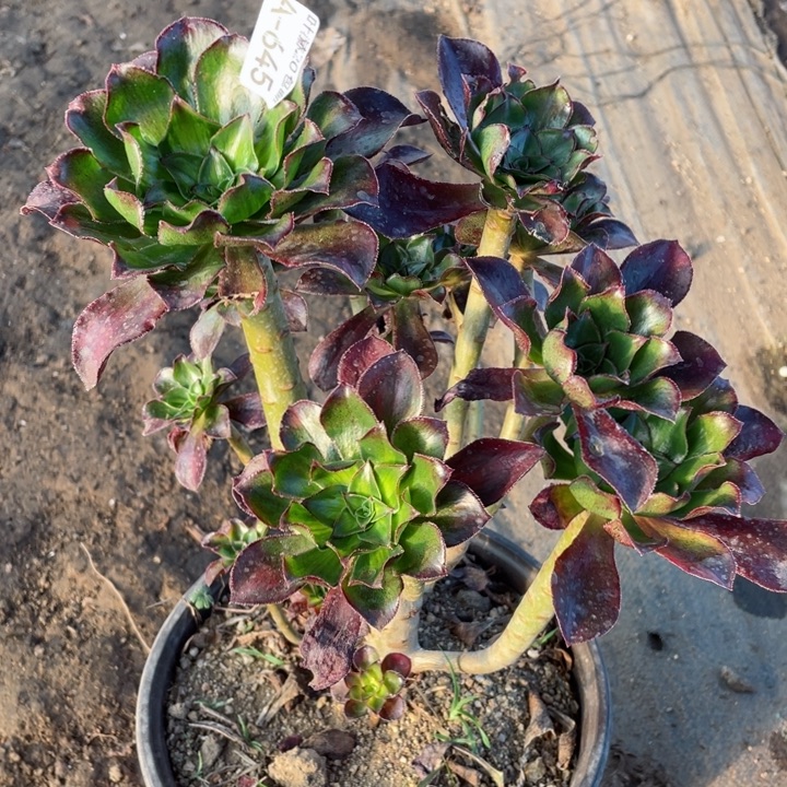 645魅影中班有砍多肉123446789