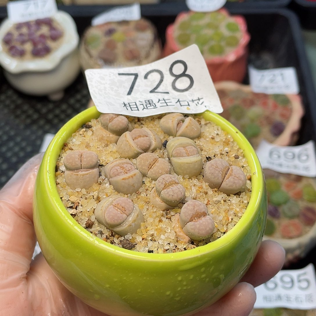 相遇生石花专拍728