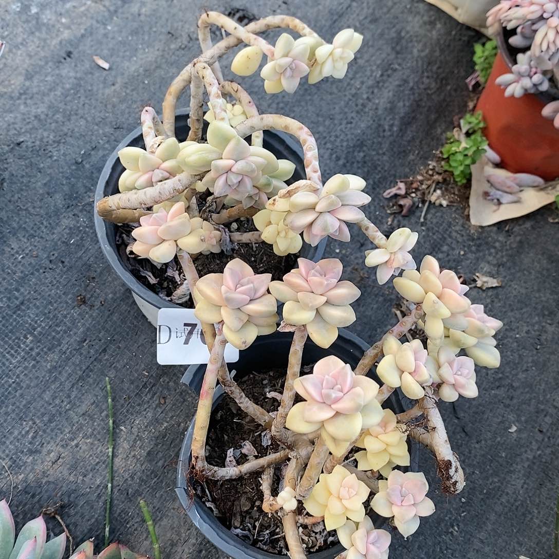 a****?763美杏锦多肉植物2颗