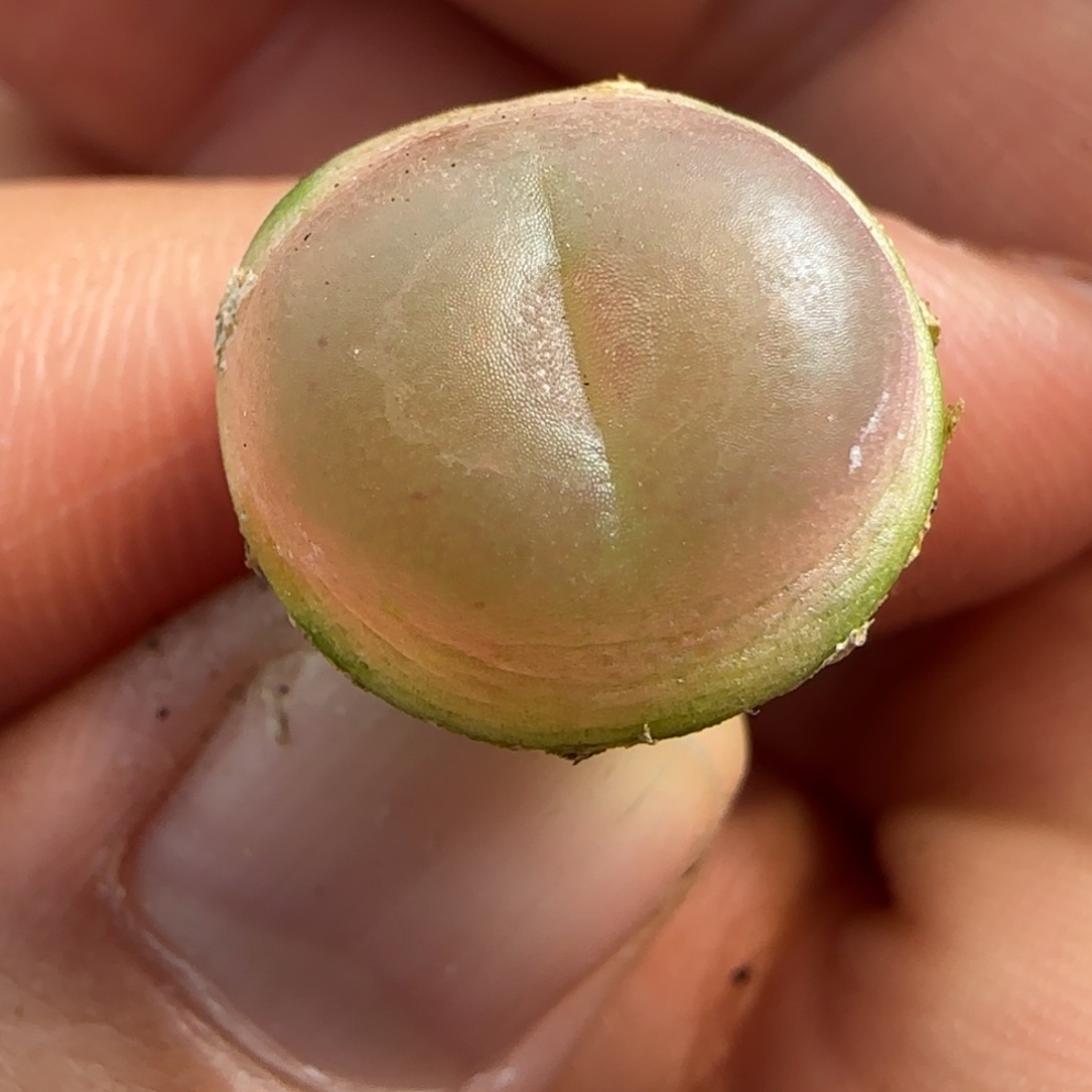 多肉植物四年拉登161号