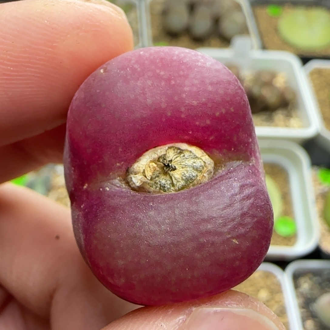 漂漂亮亮多肉植物384