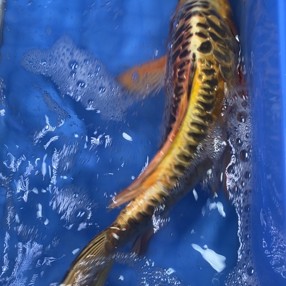 锦鲤冷水锦鲤包邮