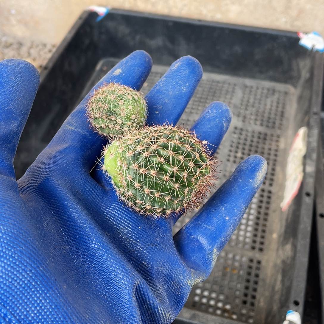 蓝**8初见侧芽歪3公分以上