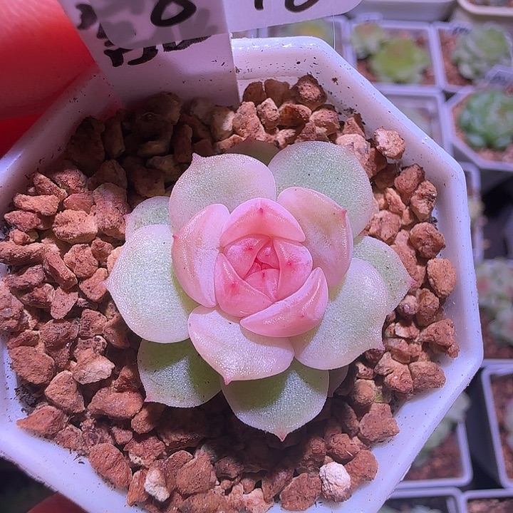 8-18福利宫花单头