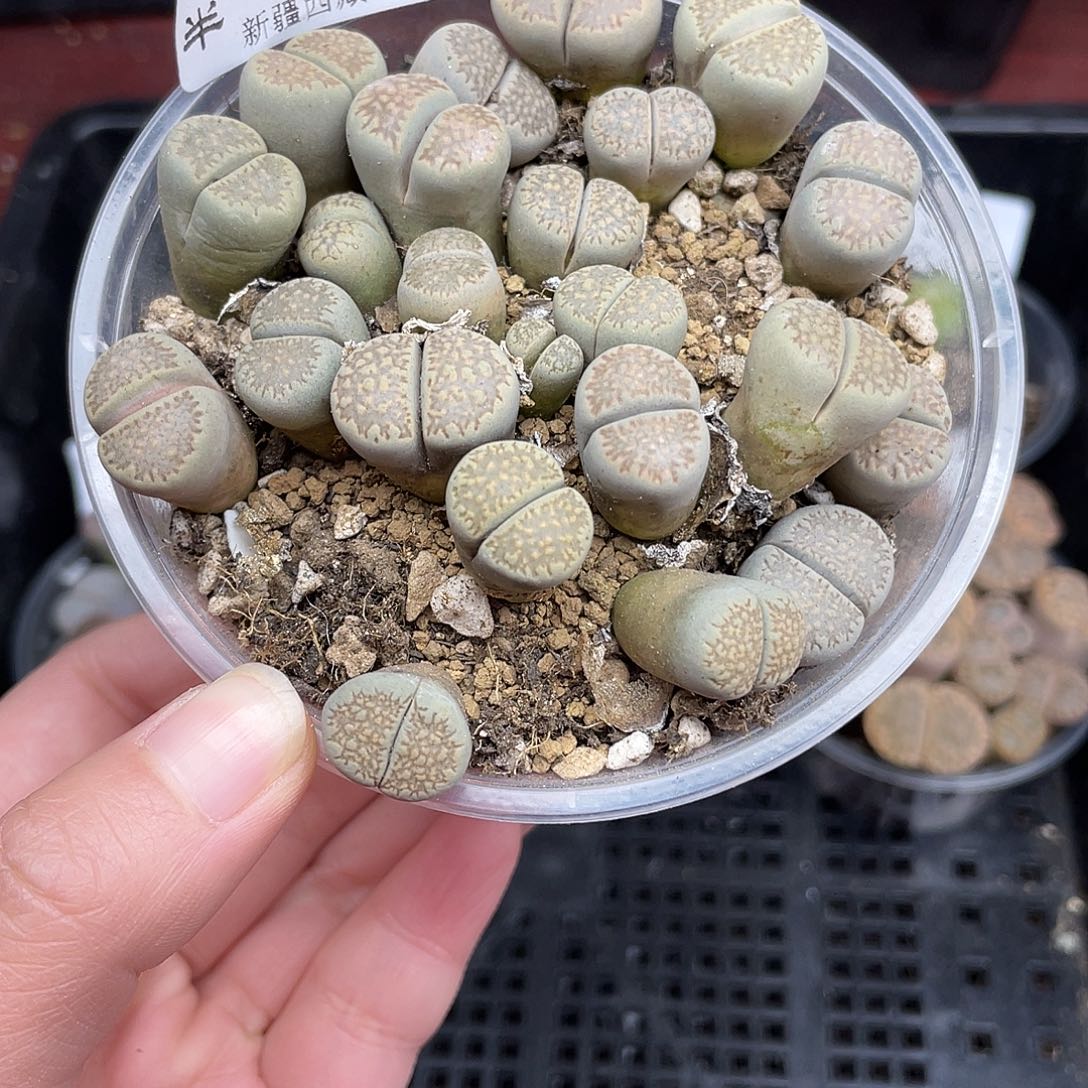 9500000花花花花花花