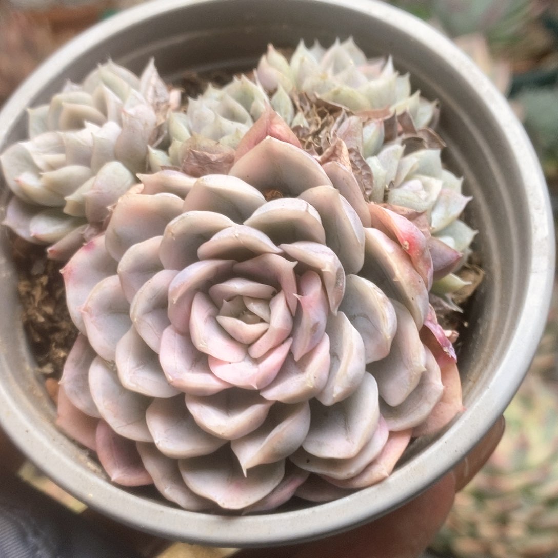 156雪球群生锦锦锦锦