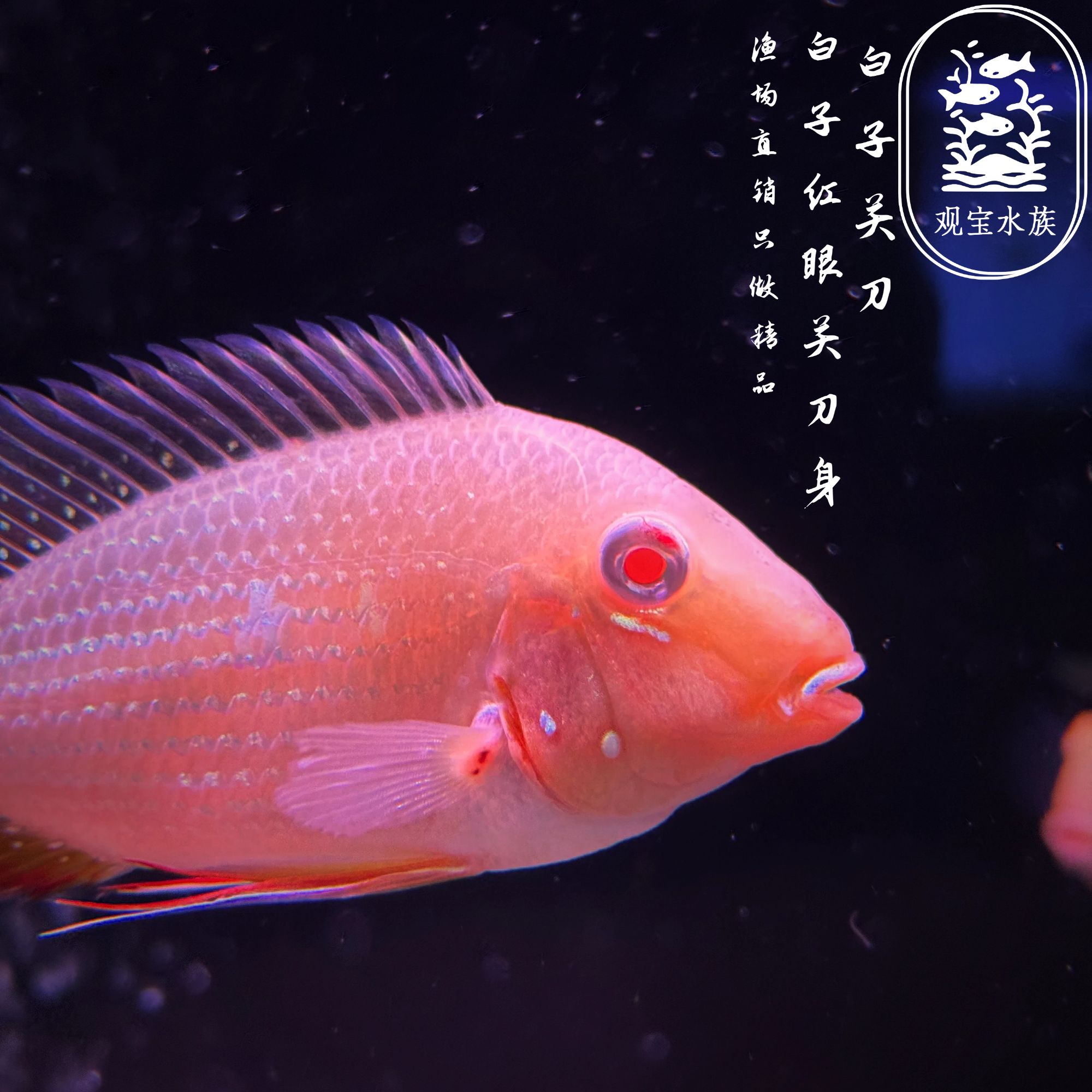 红眼白子关刀宝石鱼热带观赏鱼温顺可混养适合新手