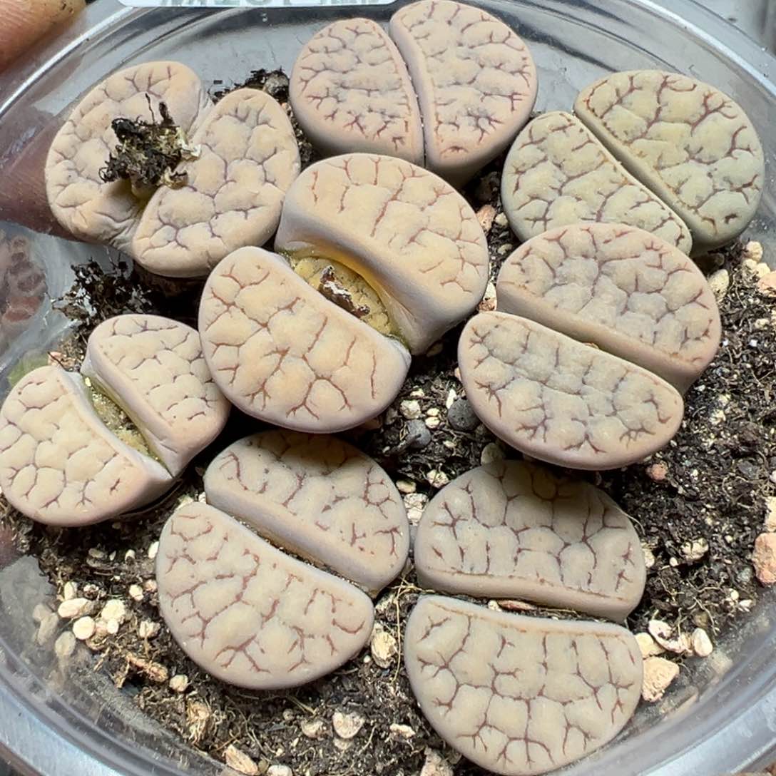 【闪购商品】 513。       