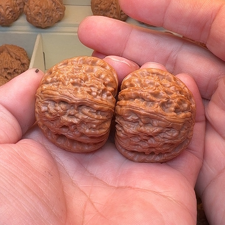 精品精配尺寸43肉球白狮子