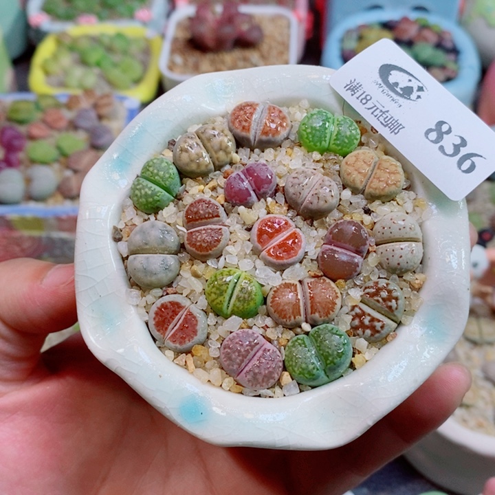 美丽的生石花花花836