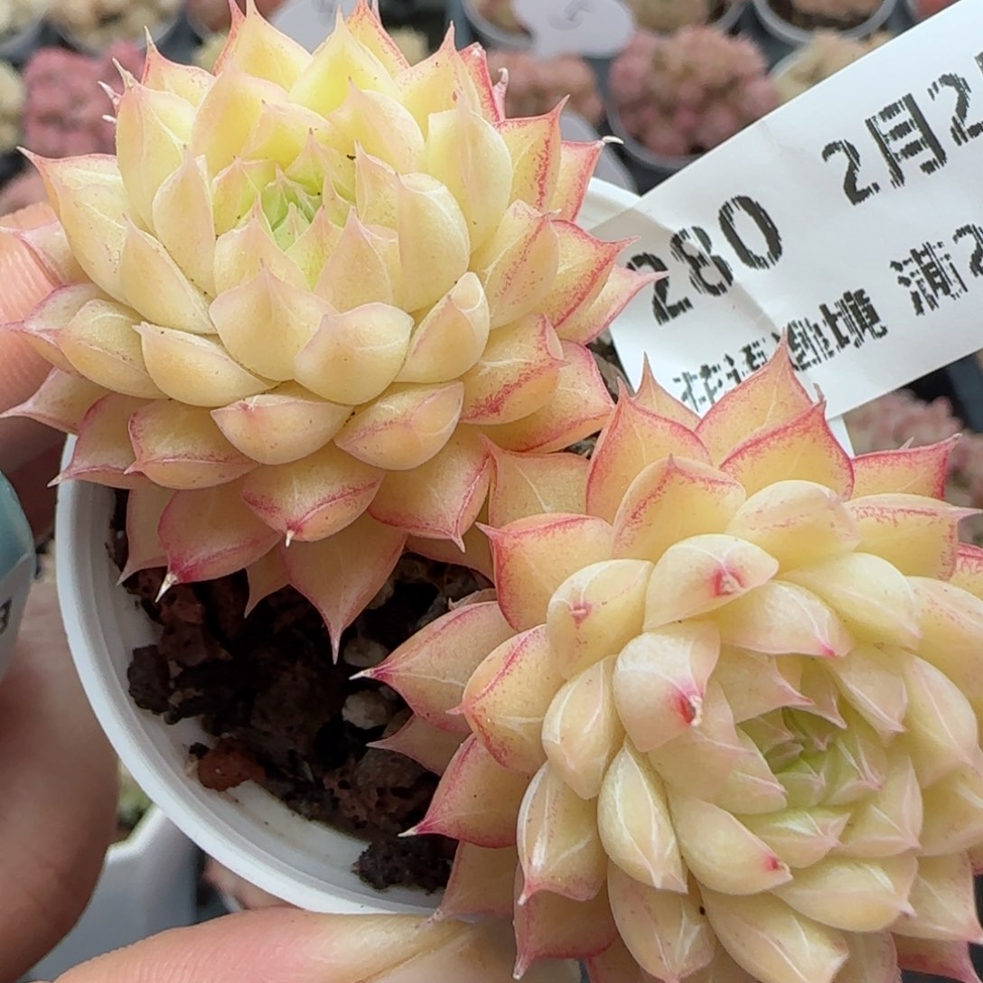花语逸镜0225-280