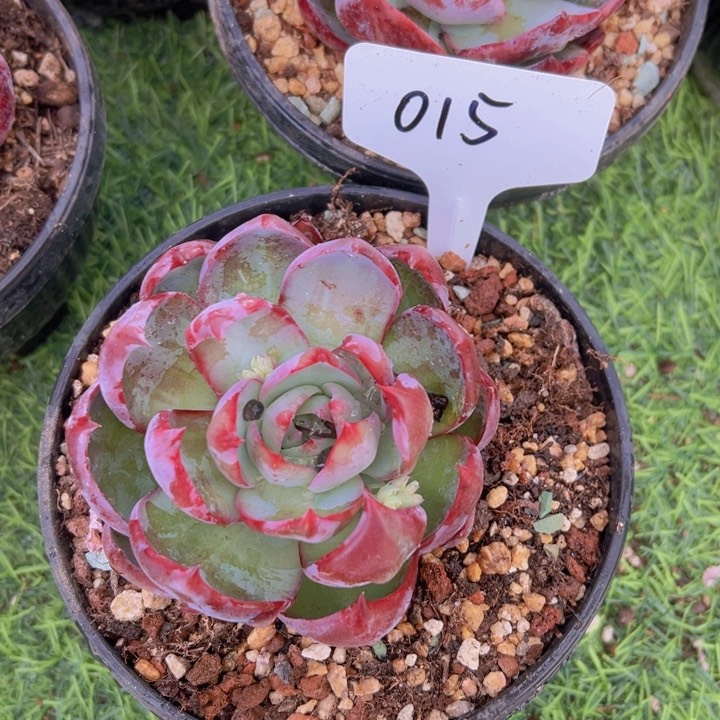 惊鸿仙子一物一拍15