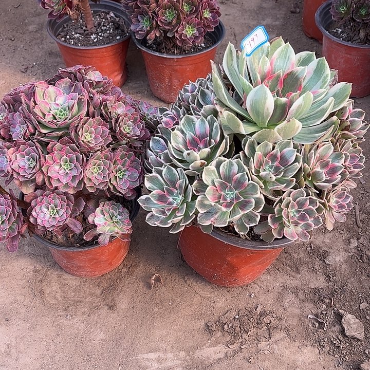 997多肉植物组合，