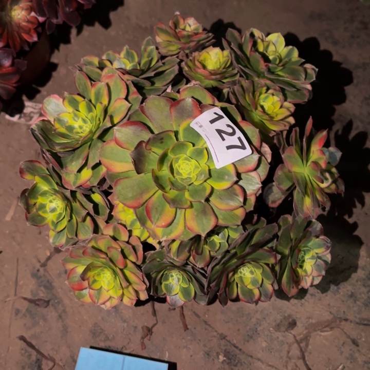 127奶白多肉植物不售后