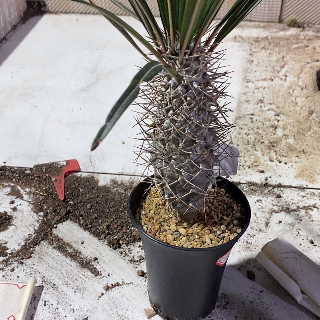 桃***满无花朵霸王树仙人掌