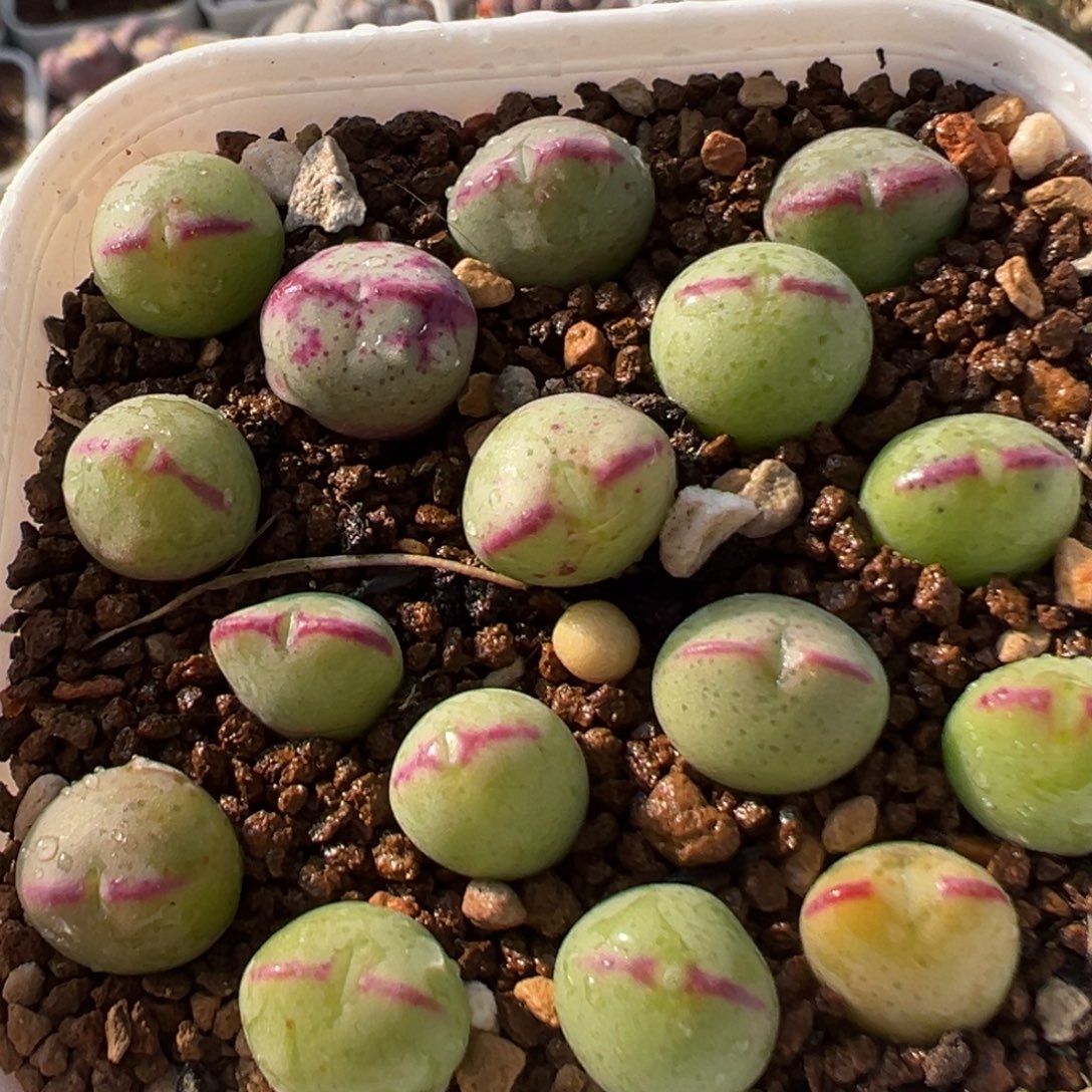 89多肉植物百科植物