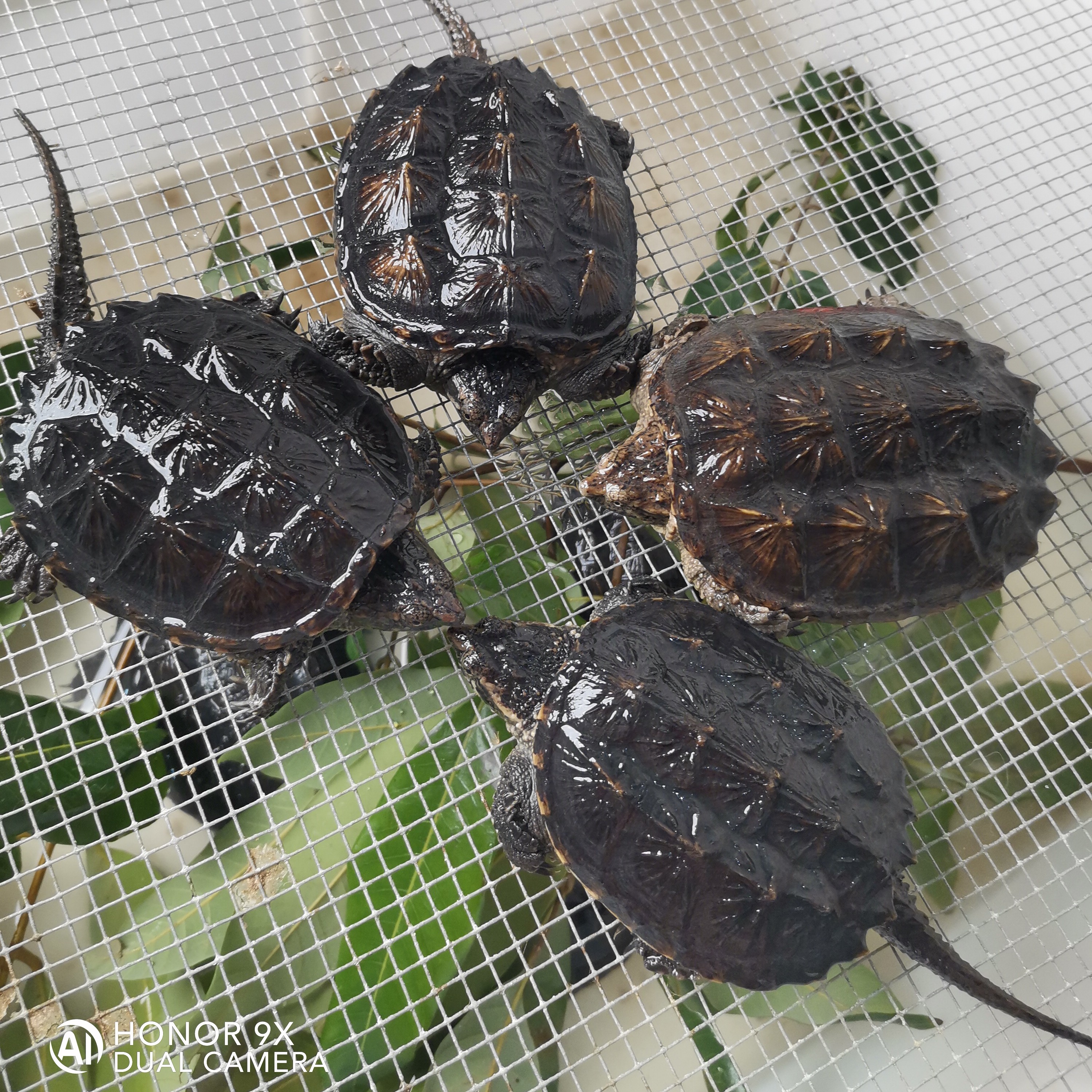  直播间挑选乌龟宠物龟活体