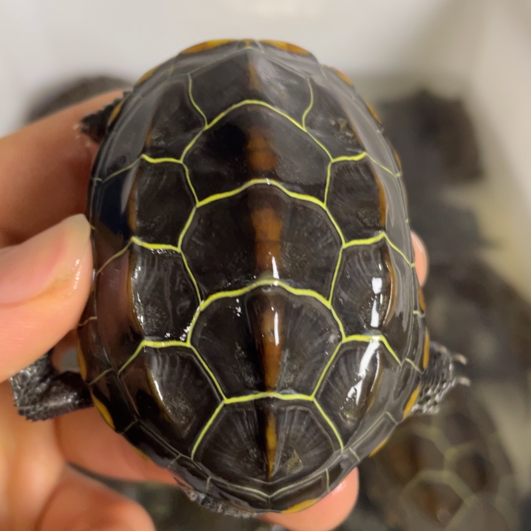 苏北金线冷水草龟