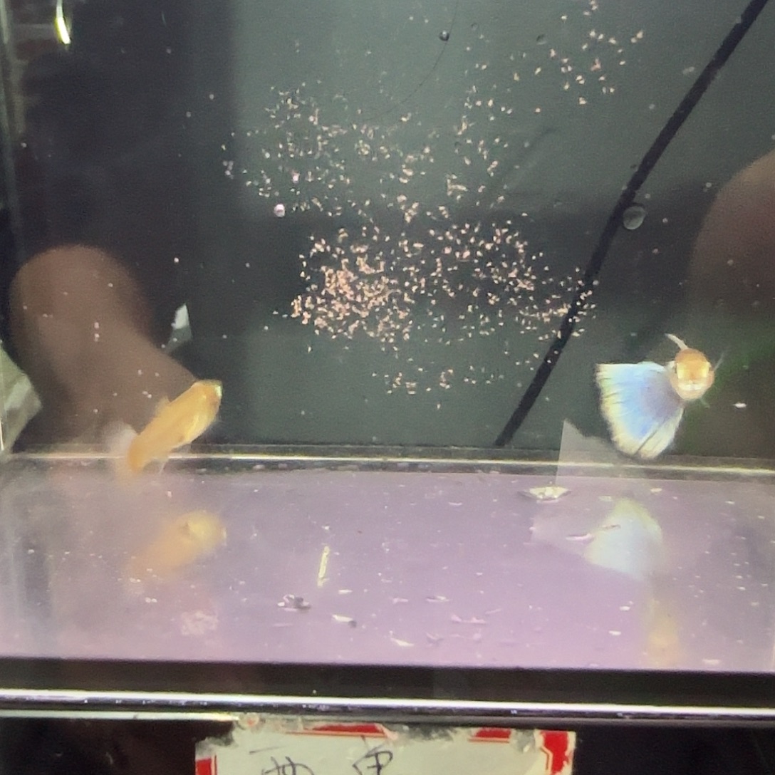 孔雀鱼拉珠利紫尾一对