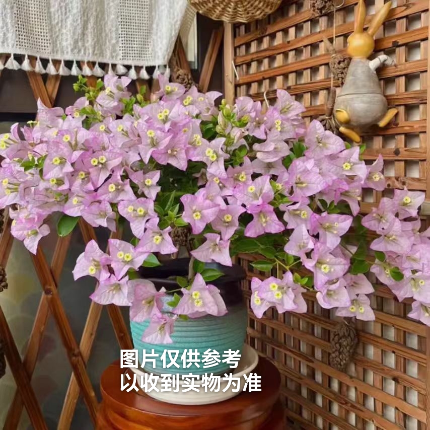 【丽娜】三角梅花卉勤花品种四季开花基地直发