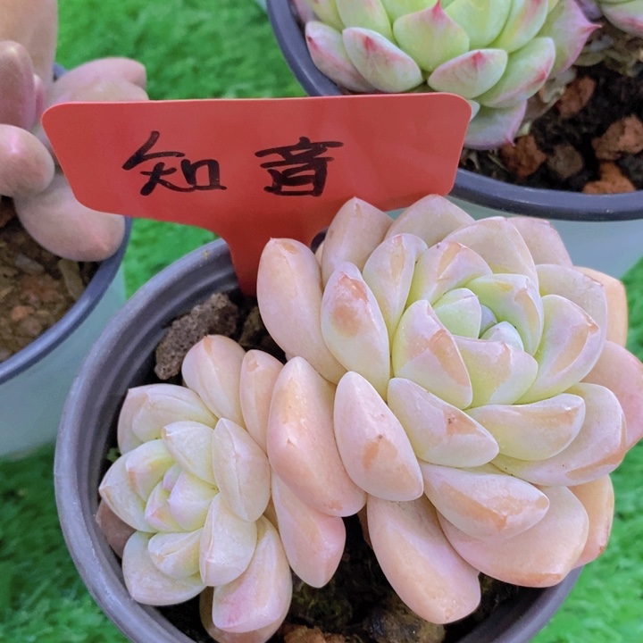 多肉植物，开心多肉